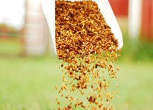 Wood Pellet Mill Feed Rate