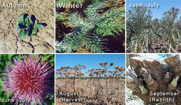 Cardoon Biomass Material
