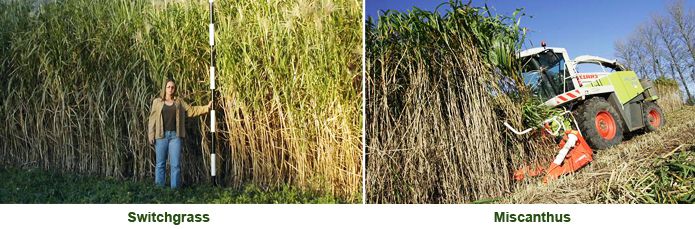 Miscanthus, Switchgrass Miscanthus, Switchgrass