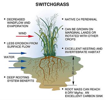 Switchgrass